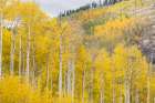 USA-Colorado-Uncompahgre National Forest Aspens on mountainside in autumn Art Print